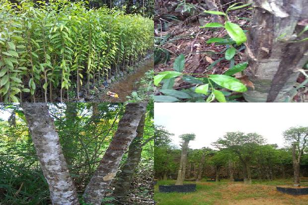 沉香树分几种26条介绍，你知道么？1664899713036