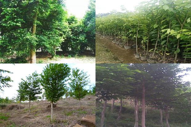 沉香树的价值和用途22条介绍,一定要看!1664986857199 沉香树的价值和用途22条介绍,一定要看!1664986857199