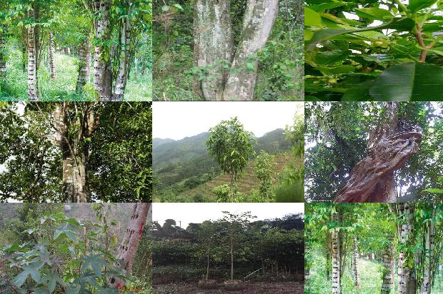 沉香苗圃基地1697069339563 沉香苗圃基地1697069339563