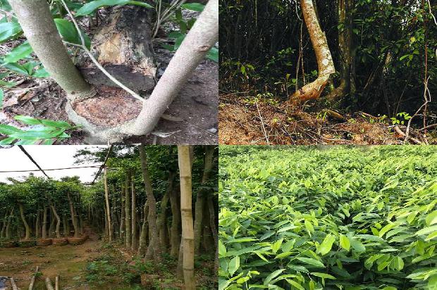 哪里有卖奇楠沉香树苗36条介绍