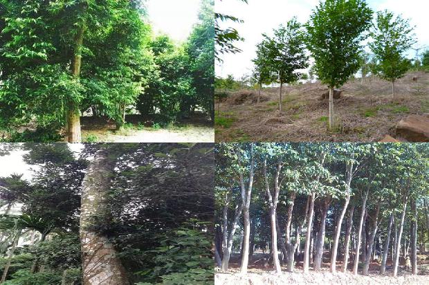 哪里有卖奇楠沉香树苗36条介绍1664986892544 哪里有卖奇楠沉香树苗36条介绍1664986892544