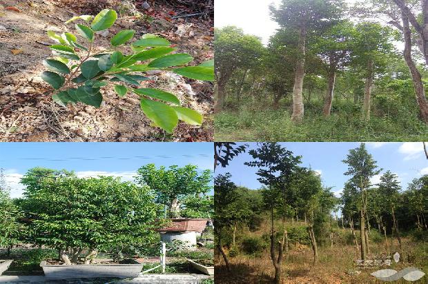 云南沉香树26条介绍