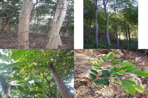 沉香树种苗37条介绍，来看看有哪些