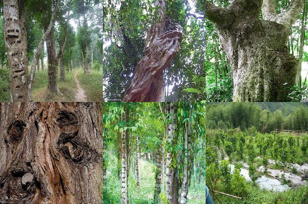 虎斑沉香价格1692576559852 虎斑沉香价格1692576559852
