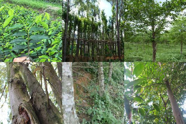 沉香树种类排名17条介绍，来看看有哪些1665159705821