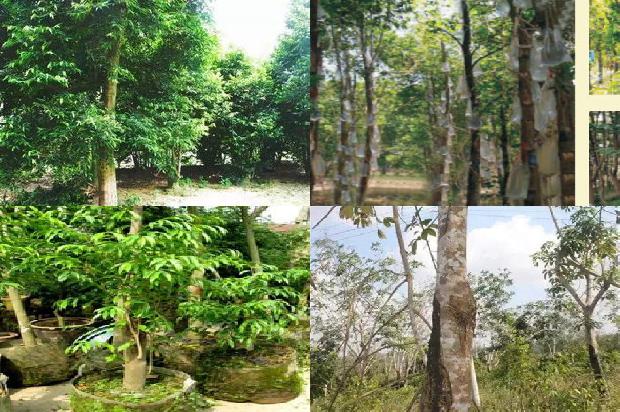 沉香树是什么树种17条介绍，你知道么？1665246274706
