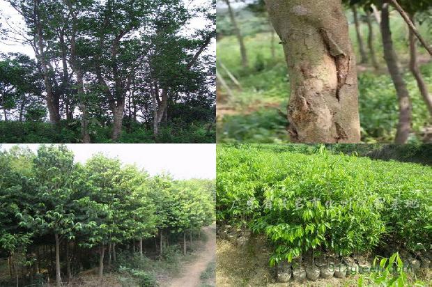 湖北适合种植沉香树吗必看30点！