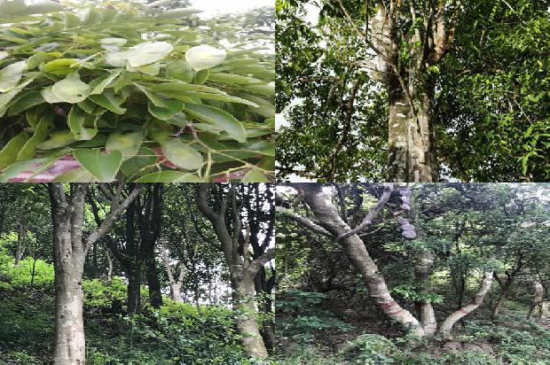 湖北适合种植沉香树吗必看30点！1665246281714