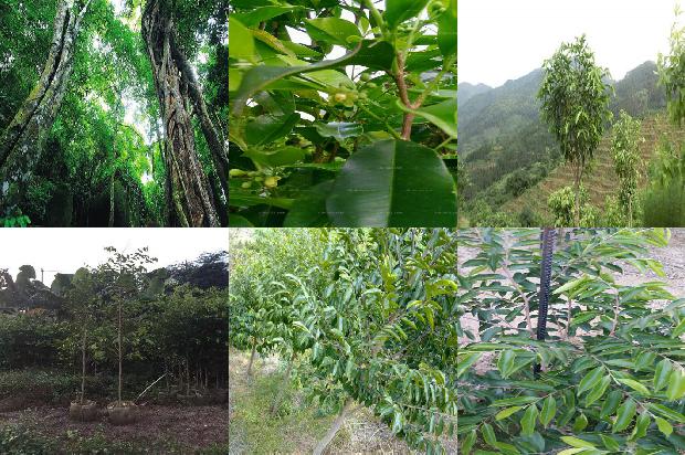 野生沉香树特点的30条小知识