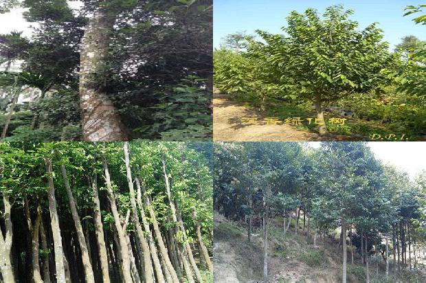 沉香树的病虫害防治34条介绍，你知道么？1665246300626