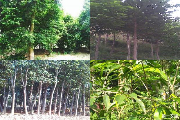沉香什么价格行情1693613403626 沉香什么价格行情1693613403626