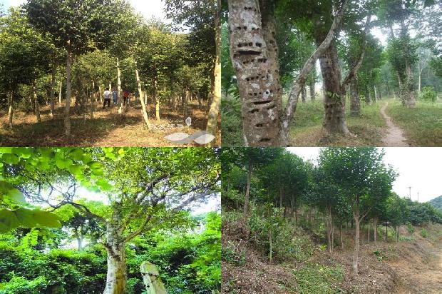 达拉干沉水沉香一克价格是多少1690157365579 达拉干沉水沉香一克价格是多少1690157365579