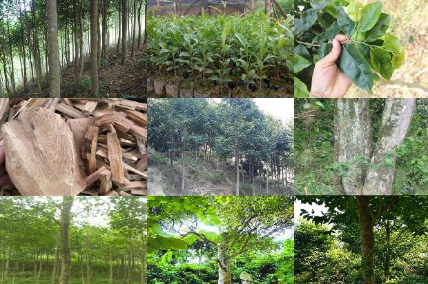 沉香树价格17条介绍，你知道么？1665333353826