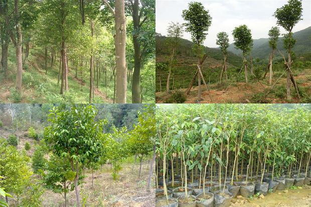 谁要十年的沉香树18条介绍
