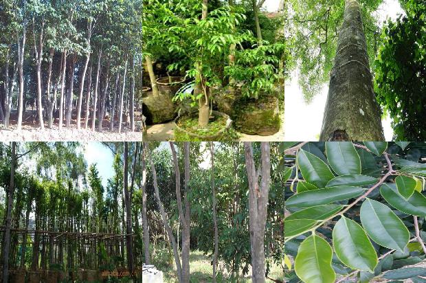 沉香树苗价格一株34条介绍,你知道么?1665333393139 沉香树苗价格一株34条介绍,你知道么?1665333393139