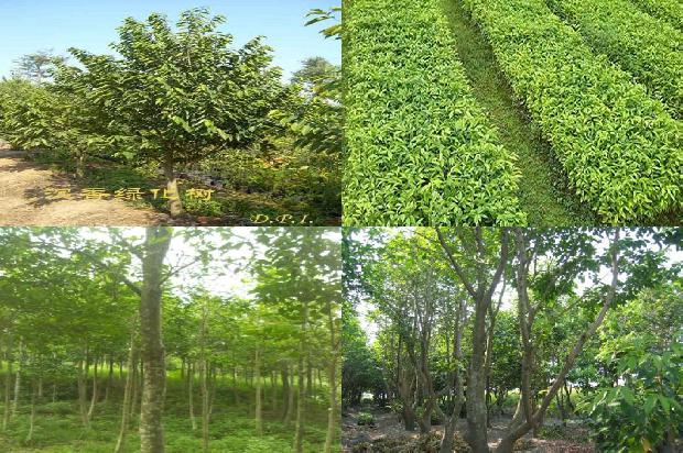 沉香树适应在什么地方种植的20条小知识