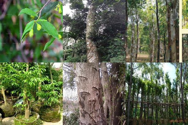 沉香树适应在什么地方种植的20条小知识1665420079646