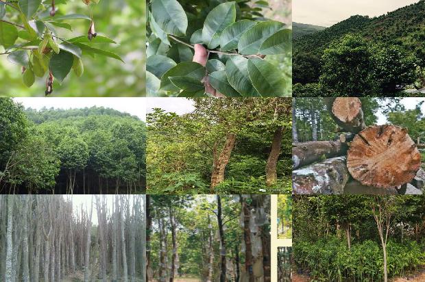 沉香树适应在什么地方种植的20条小知识1665420079658