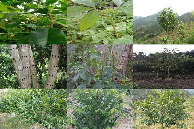 沉香树适应在什么地方种植的20条小知识1665420079664