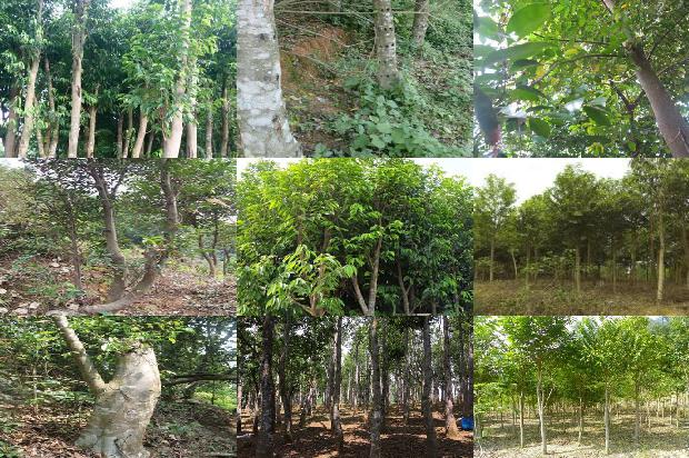 沉香树作用16条介绍，来看看有哪些