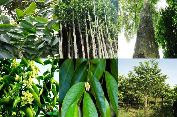沉香树能在北方种植吗18条介绍，来看看有哪些