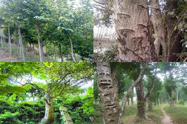 沉香树能在北方种植吗18条介绍,来看看有哪些1665506178351 沉香树能在北方种植吗18条介绍,来看看有哪些1665506178351