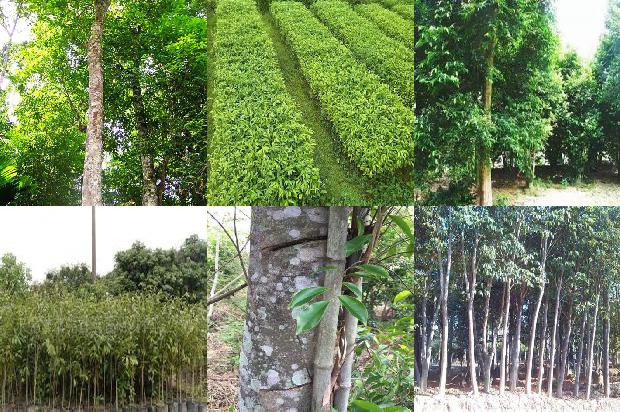 沉香树能在北方种植吗18条介绍,来看看有哪些1665506178357 沉香树能在北方种植吗18条介绍,来看看有哪些1665506178357