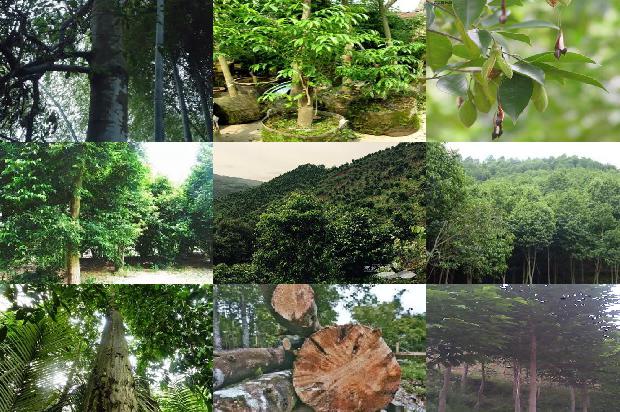 沉香树能在北方种植吗18条介绍,来看看有哪些1665506178369 沉香树能在北方种植吗18条介绍,来看看有哪些1665506178369