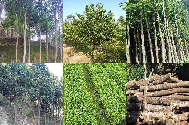 沉香树有什么药用价值25条介绍,你知道么?1665506185379 沉香树有什么药用价值25条介绍,你知道么?1665506185379
