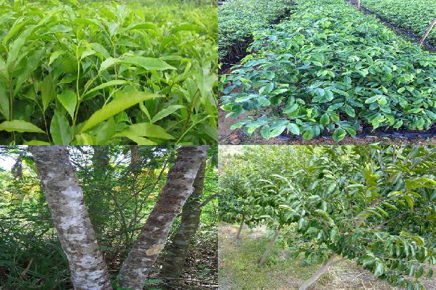 沉香树有多少品种36条介绍，你知道么？