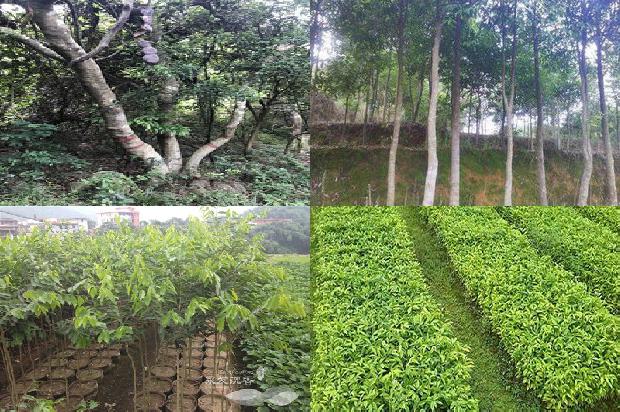 沉香树开花是什么样-必看17条小知识1665506224975 沉香树开花是什么样-必看17条小知识1665506224975