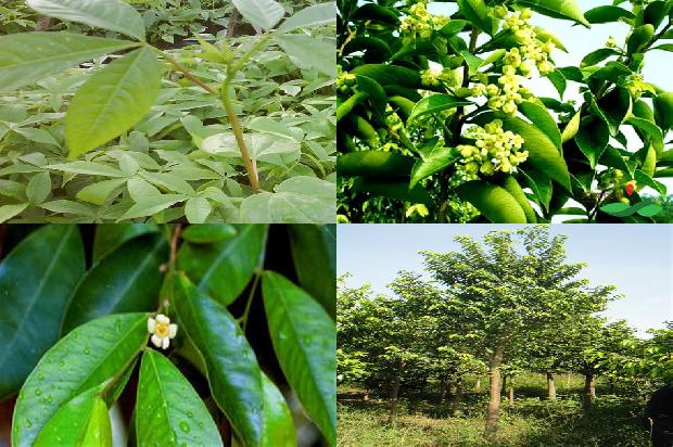 沉香树开花是什么样-必看17条小知识1665506224999 沉香树开花是什么样-必看17条小知识1665506224999
