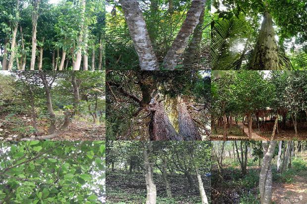 如何辨别沉香树34条介绍,来看看有哪些1665506238526 如何辨别沉香树34条介绍,来看看有哪些1665506238526