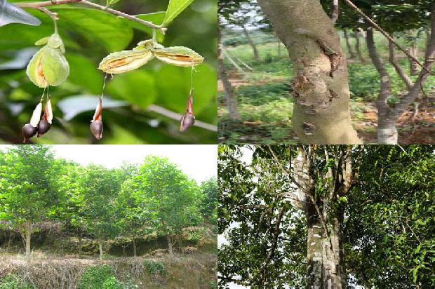 沉香树的种植前景的34条小知识1665592569474 沉香树的种植前景的34条小知识1665592569474