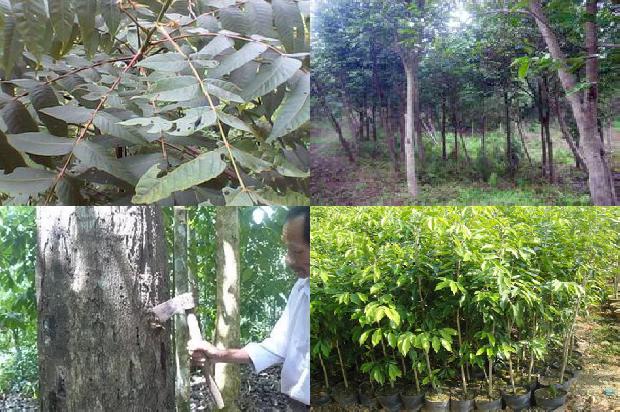 沉香树的种植前景的34条小知识1665592569480 沉香树的种植前景的34条小知识1665592569480