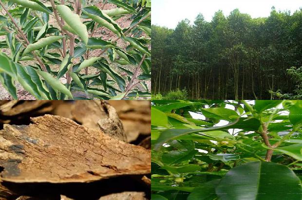 沉香树的种植前景的34条小知识1665592569486 沉香树的种植前景的34条小知识1665592569486