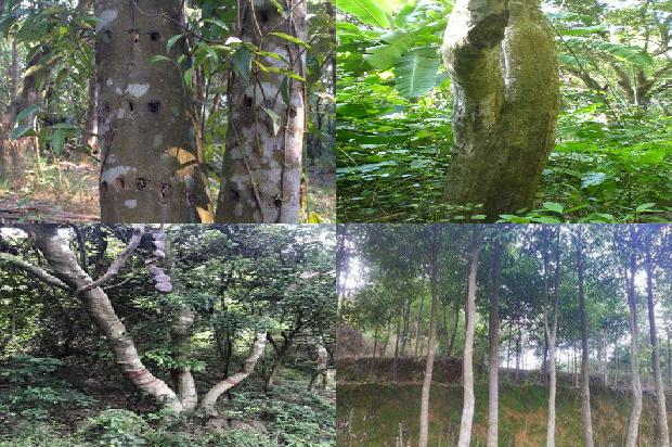 沉香树发芽16条介绍，你知道么？