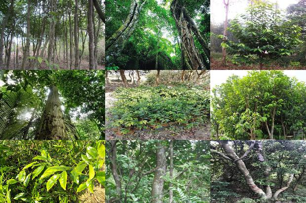 沉香树种植18条介绍，你知道么？