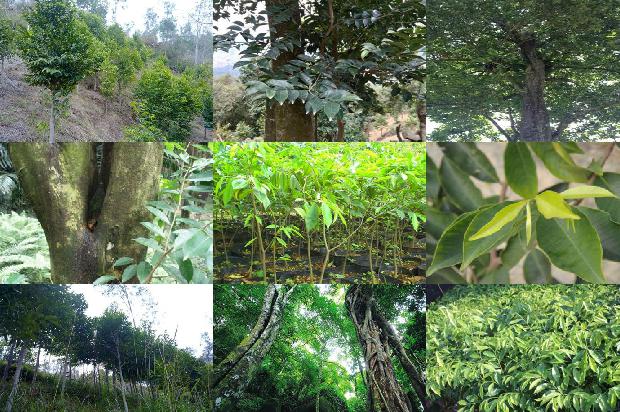 沉香树种植18条介绍,你知道么?1665678936783 沉香树种植18条介绍,你知道么?1665678936783