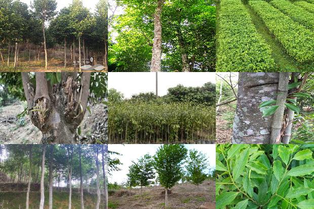 沉香树种植18条介绍,你知道么?1665678936795 沉香树种植18条介绍,你知道么?1665678936795