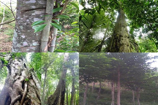 种植沉香价格1693958970587 种植沉香价格1693958970587