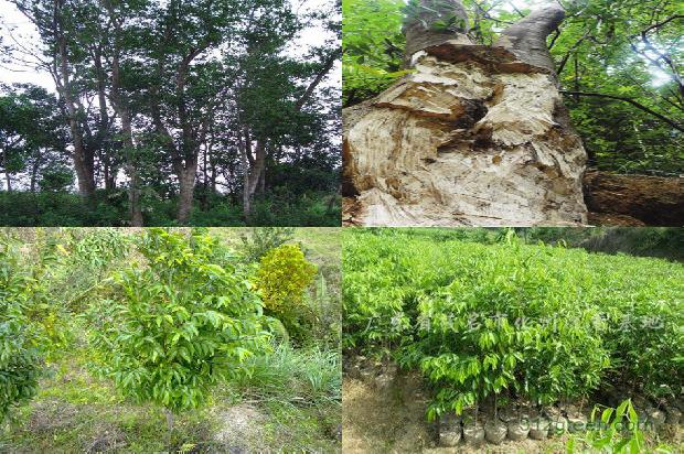 如何种植沉香树27条介绍