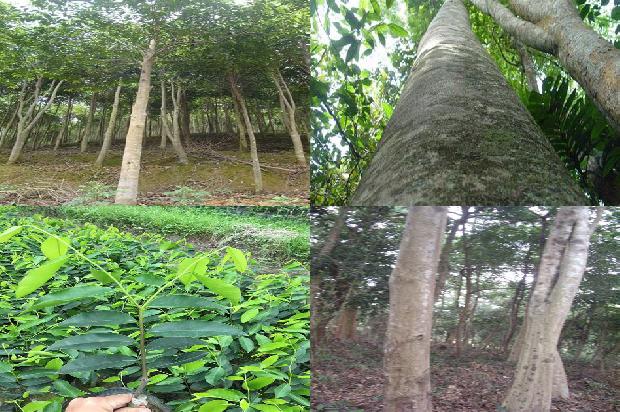 如何种植沉香树27条介绍1665765583200
