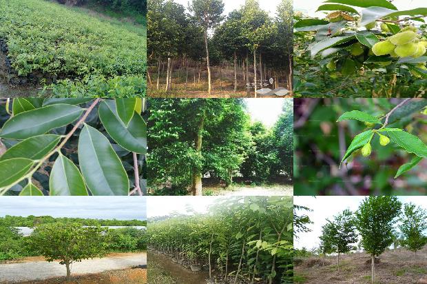 如何种植沉香树27条介绍1665765583212