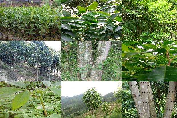 沉香树苗种植技术-必看35条小知识1665765592998 沉香树苗种植技术-必看35条小知识1665765592998