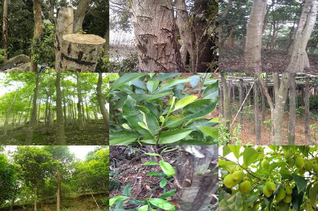 沉香树苗种植技术-必看35条小知识1665765593004 沉香树苗种植技术-必看35条小知识1665765593004