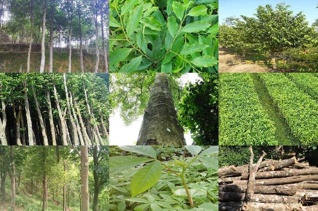 沉香树苗种植技术-必看35条小知识1665765593010 沉香树苗种植技术-必看35条小知识1665765593010