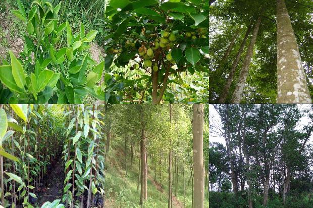 沉香树苗种植技术-必看35条小知识1665765593016 沉香树苗种植技术-必看35条小知识1665765593016