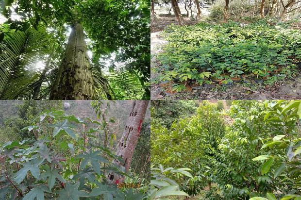 沉香树苗种植技术-必看35条小知识1665765593022 沉香树苗种植技术-必看35条小知识1665765593022