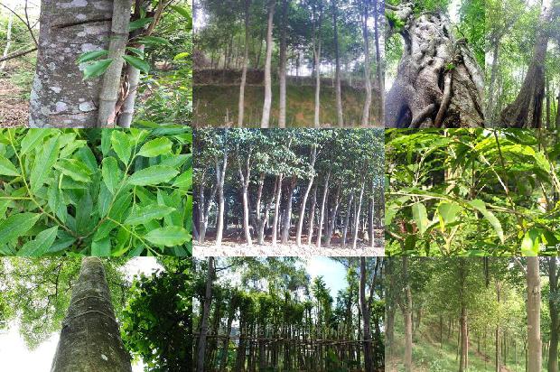沉香树苗价格29条介绍,你知道么?1665765601488 沉香树苗价格29条介绍,你知道么?1665765601488